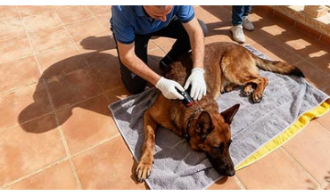 Mejora la movilidad de tu perro senior con acupuntura ,moxibustión y Láser
